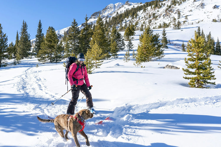 Skier and dog in snowy mountains